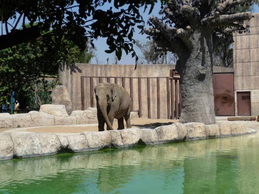 Lugar Zoológico San Juan de Aragón