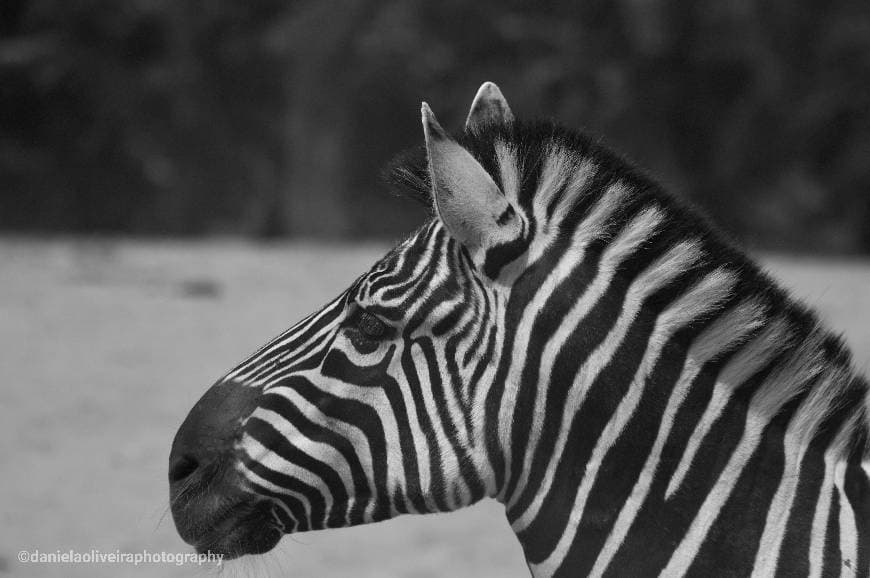 Lugar Badoca Safari Park