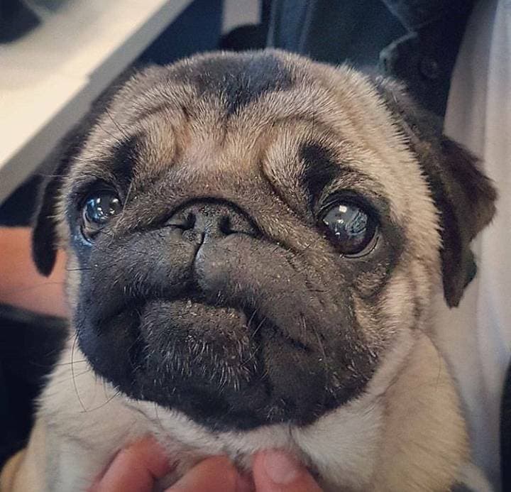 Moda Pug♥️