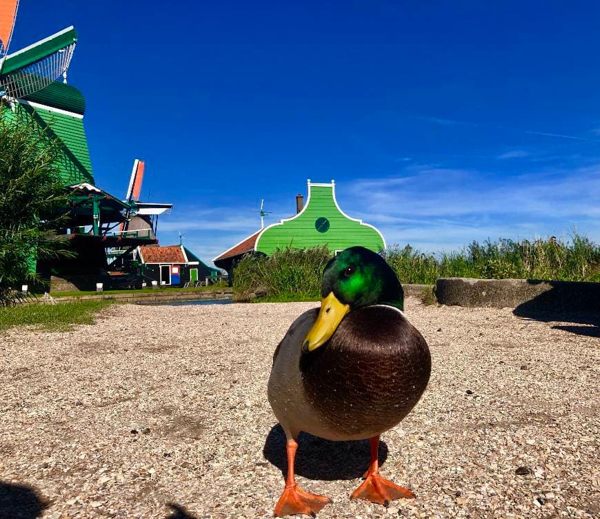 Lugar Zaanse Schans