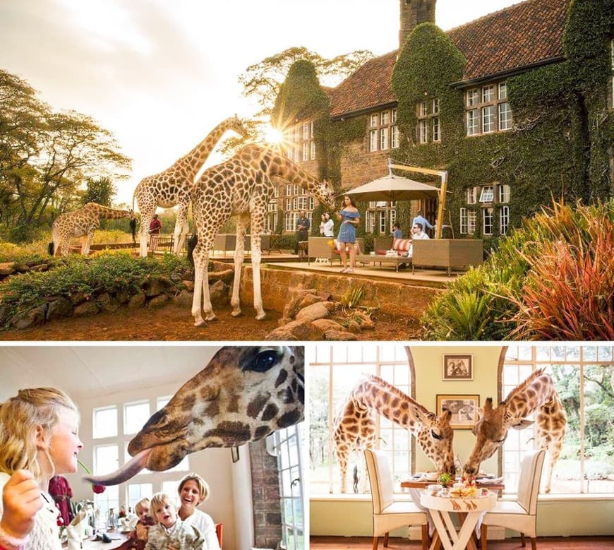 Place Giraffe Manor