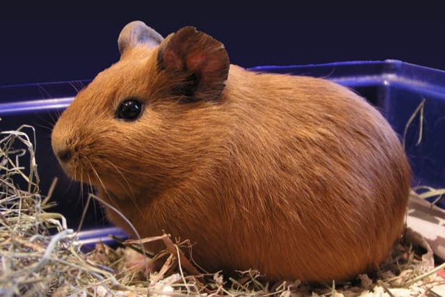 Fashion Cavia porcellus - Wikipedia, la enciclopedia libre