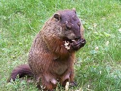 Fashion Marmota - Wikipedia, la enciclopedia libre