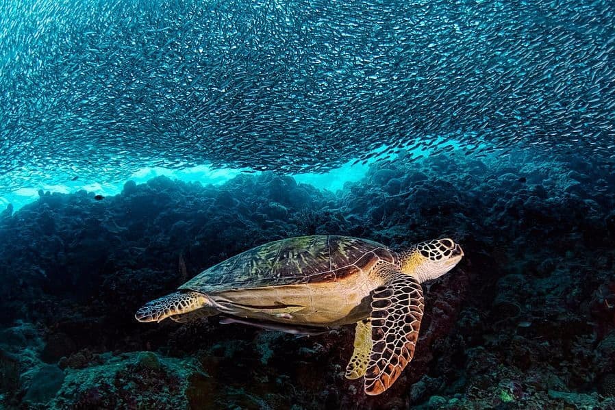 Lugar Pescador Island