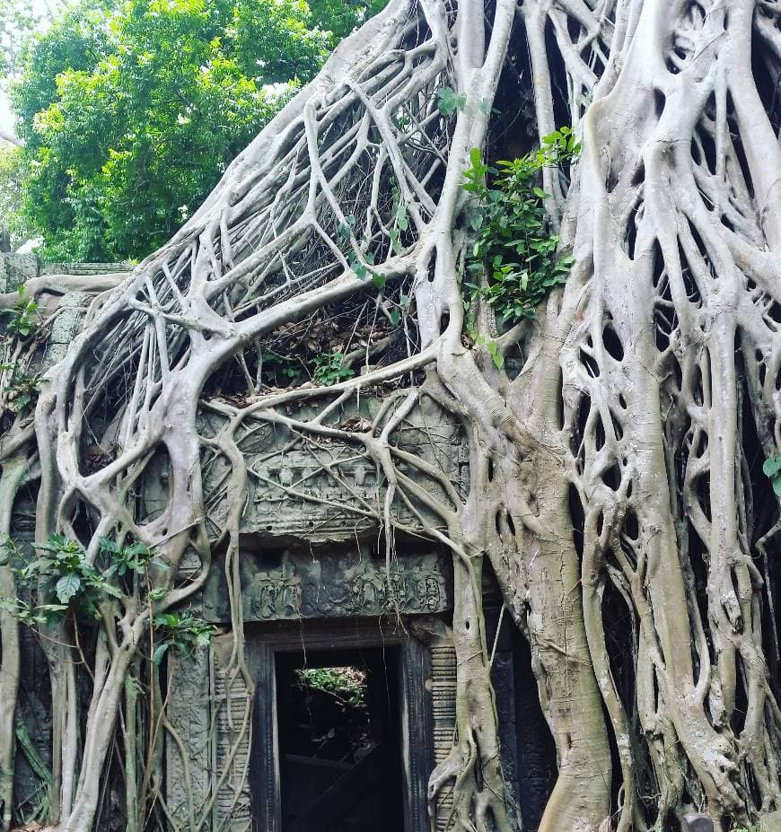 Place Ta Prohm