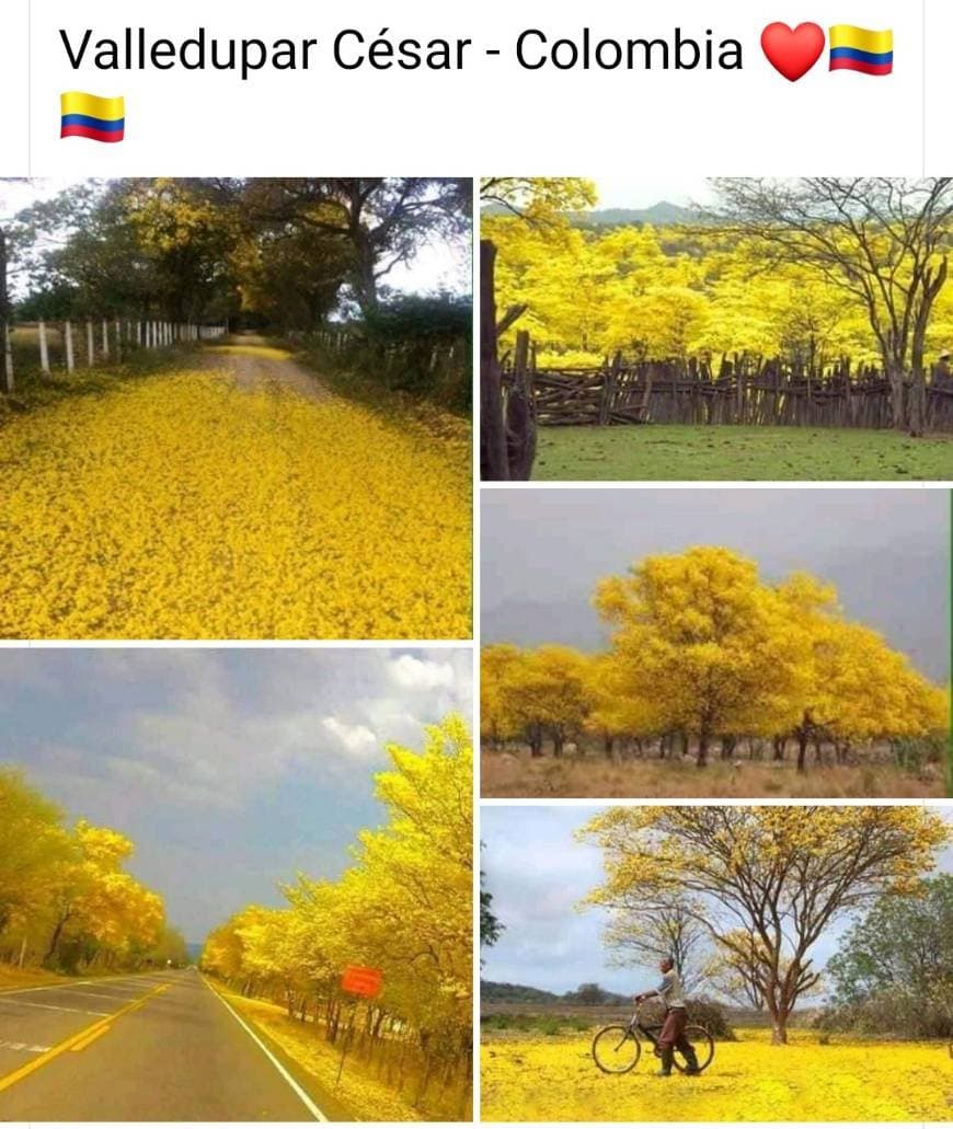 Place Precioso y es en Valledupar Colombia