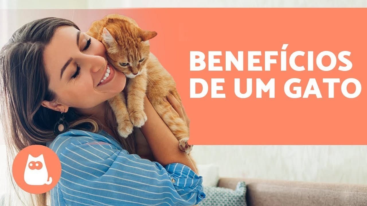 Moda 5 MOTIVOS PARA TER UM GATO: a ciência explica - YouTube