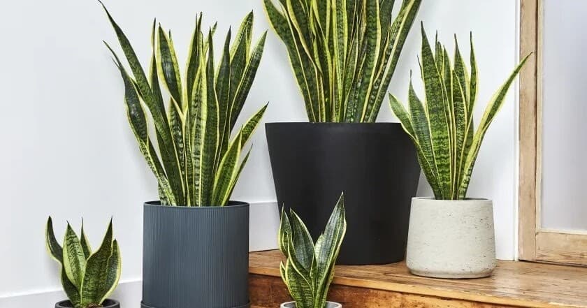 Producto sansevieria trifasciata