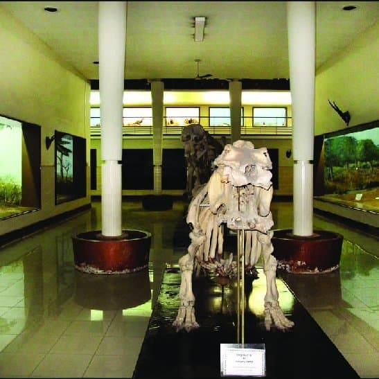 Lugar Museu de História Natural