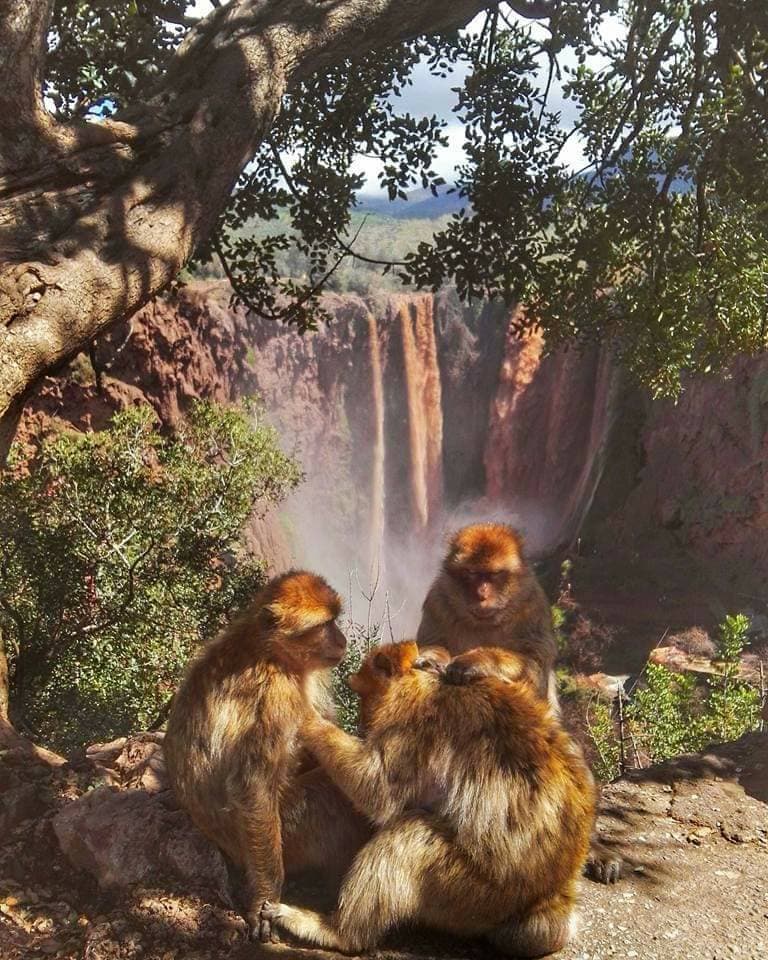 Lugar Cascadas de Ouzoud