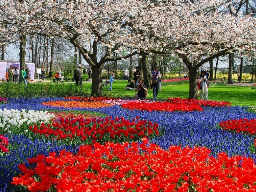 Place Tulipa Amsterdam