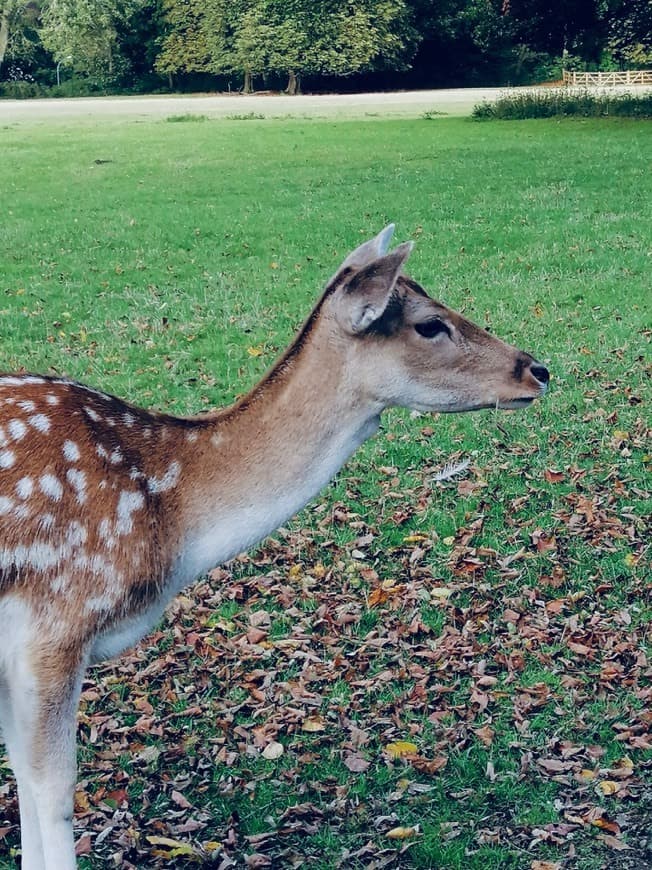 Lugar Lindenthaler Tierpark