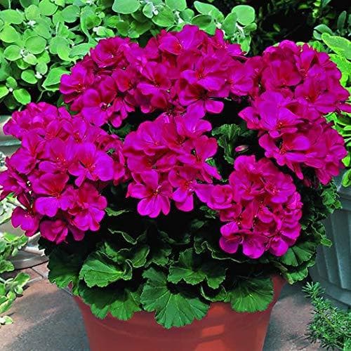 Producto SummerRio Semillas de geranio Bonsai perennes Bonsai Semillas de plantas Semillas