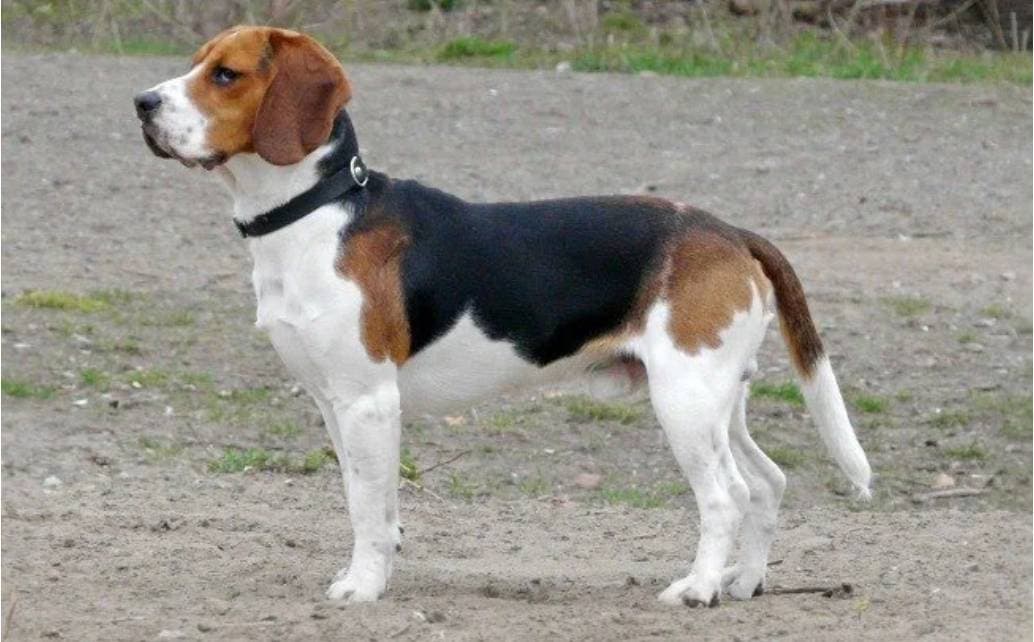 Moda Beagle