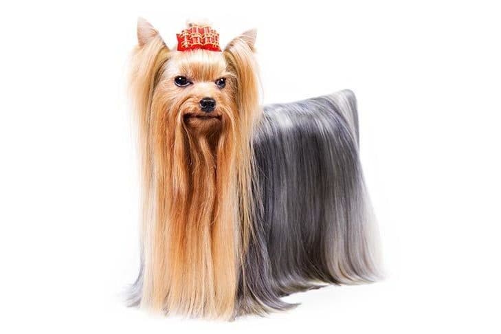 Fashion Yorkshire Terrier