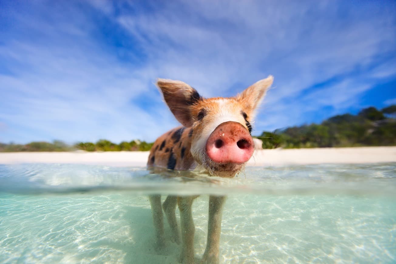 Place Pig Beach