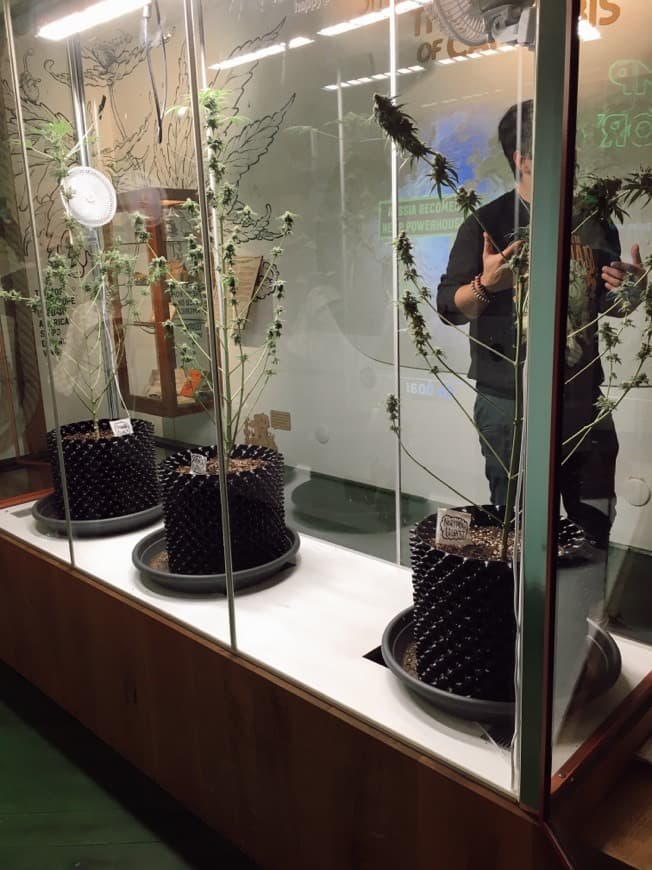 Place Cannabis Museum Amsterdam