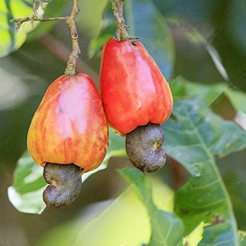 Product Asklepios-seeds® - 5 Semillas de Anacardium occidentale cajú