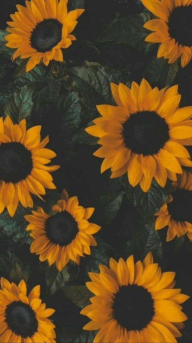 Fashion Wallpapers girassol 🌻🌻