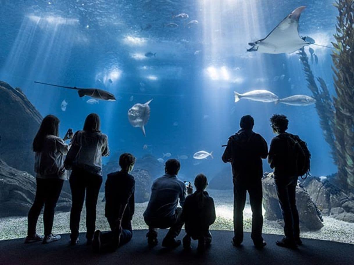 Lugar Oceanario de Lisboa