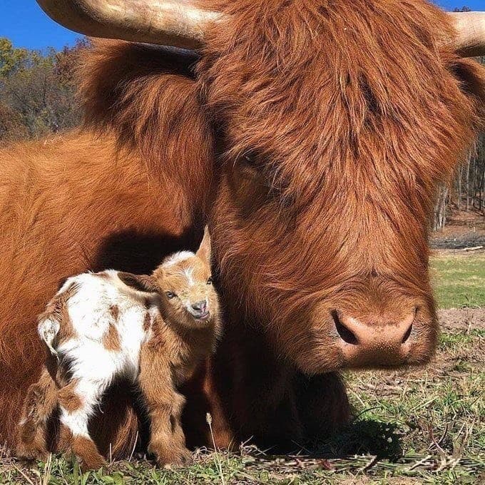 Moda Animais