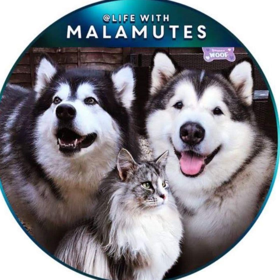 Fashion Life with Malamutes - YouTube