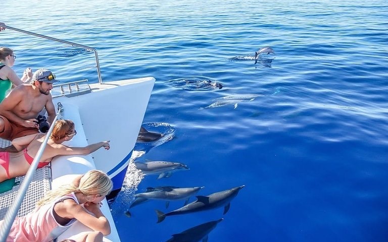 Moda Catamarã - observação de golfinhos e de baleias 