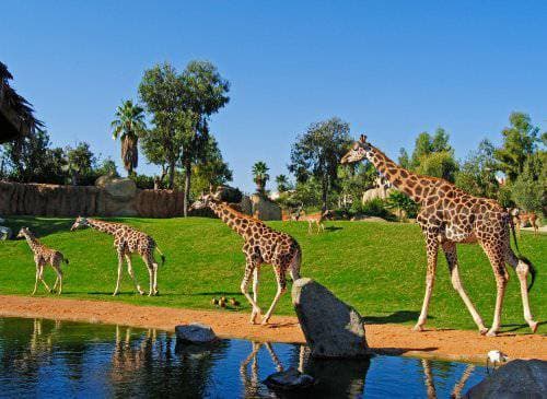 Place Bioparc Valencia