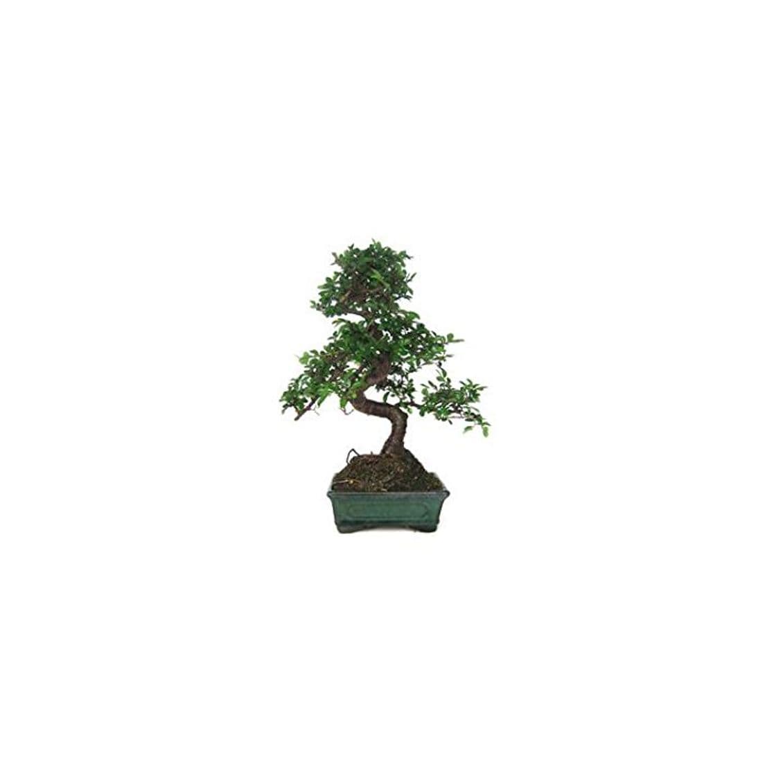 Producto Zelkova parvifolia 6 años OLMO CHINO