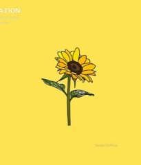 Music rex orange country - sunflower 