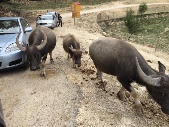 Lugar Safari Aitana