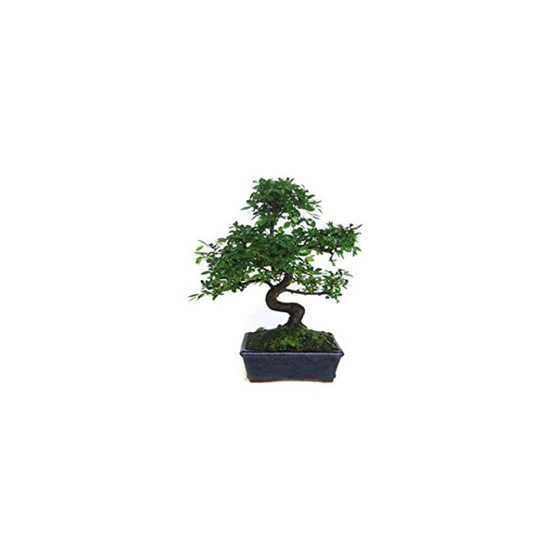 Elemento de la categoría hogar Zelkova parvifolia 8 años OLMO CHINO