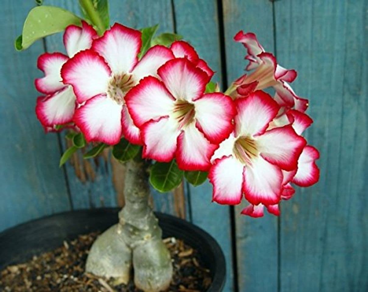 Producto Tropica - Suculentas - Adenium