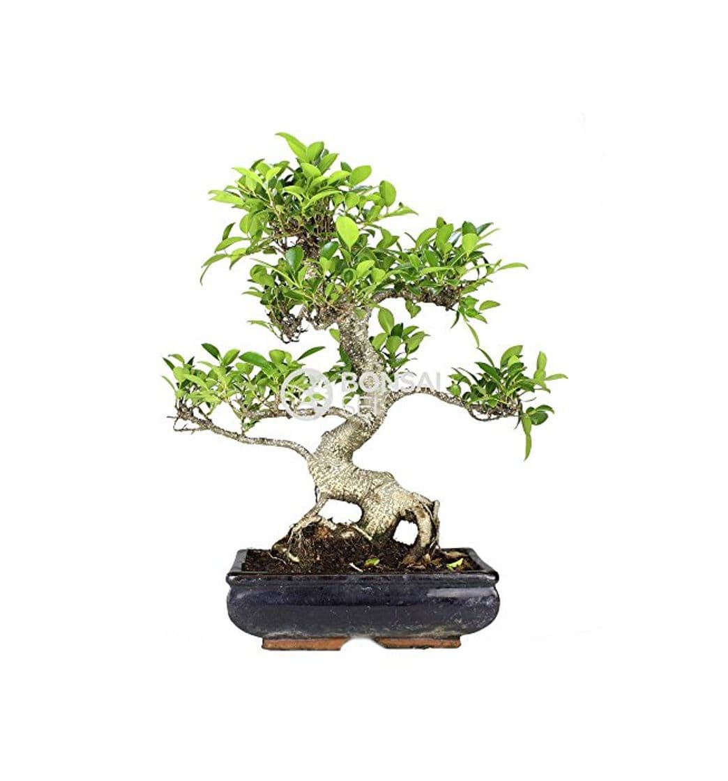 Producto Bonsai - Ficus, 10 Años