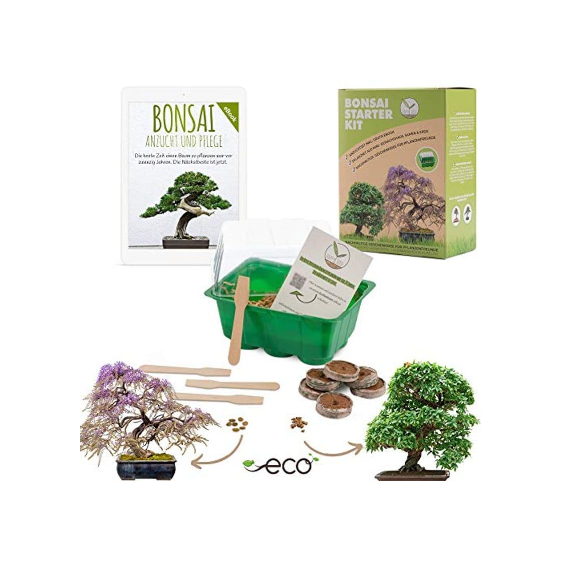 Producto Bonsai Kit incl. eBook GRATUITO - Set de plantas con mini invernadero,