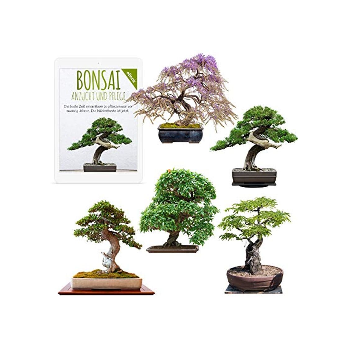 Producto Semillas exóticas de Bonsai con alta tasa de germinación - Juego de