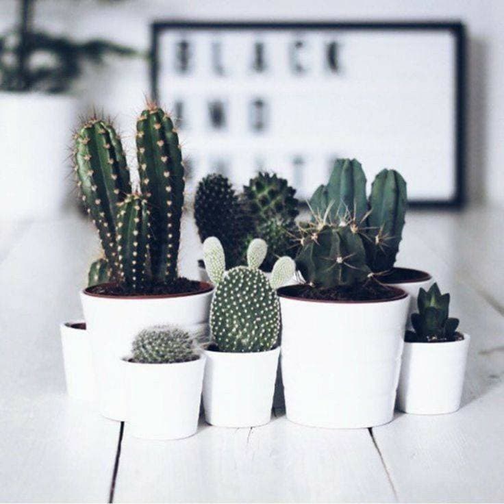 Fashion Cactos🌵