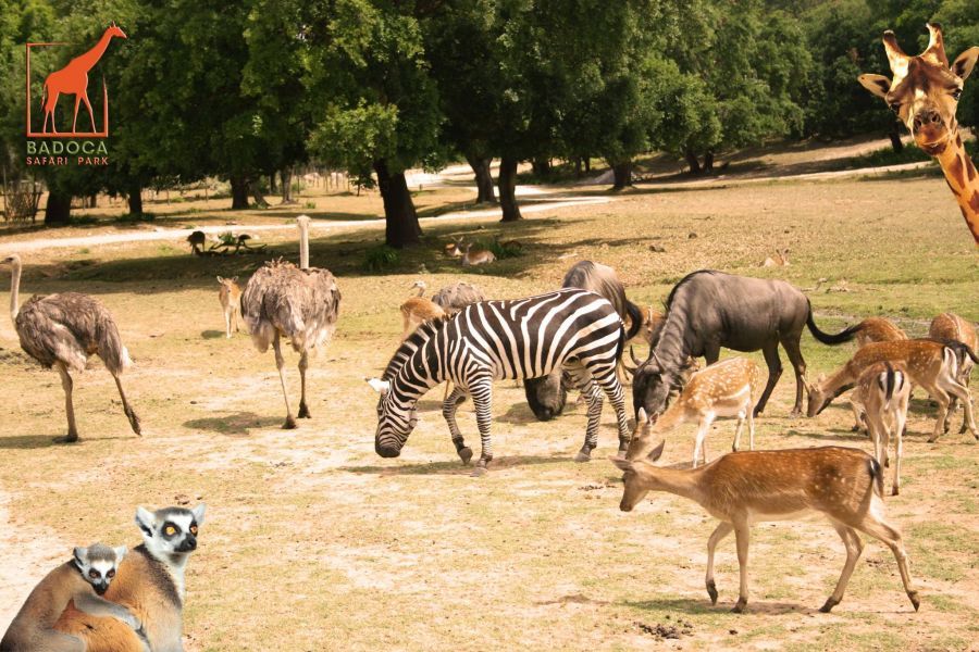 Lugar Badoca Safari Park