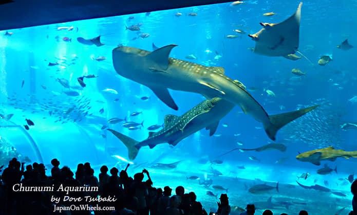 Place Okinawa Churaumi Aquarium