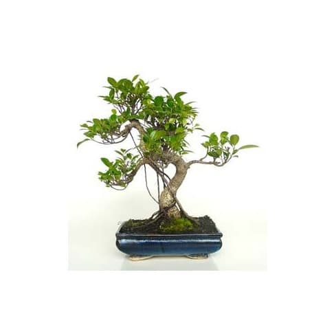 Producto Bonsai - Ficus, 10 Años