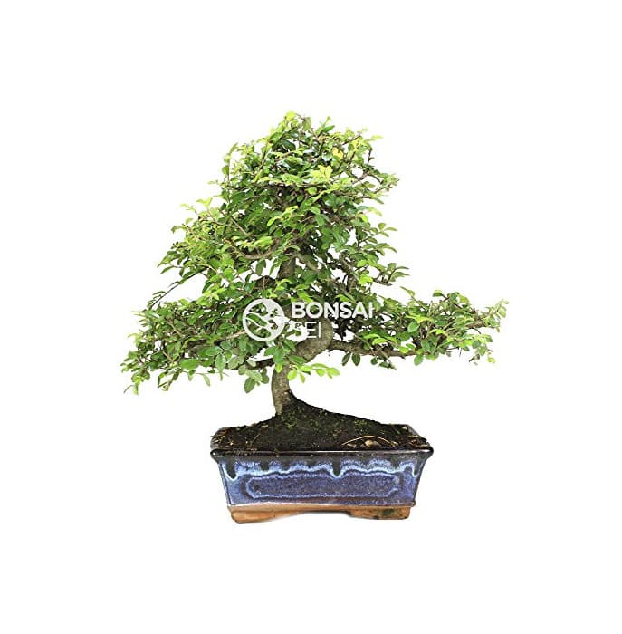 Producto Bonsai - Olmo chino, 8 Años