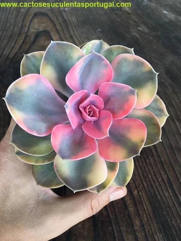 Fashion Echeveria Rainbow