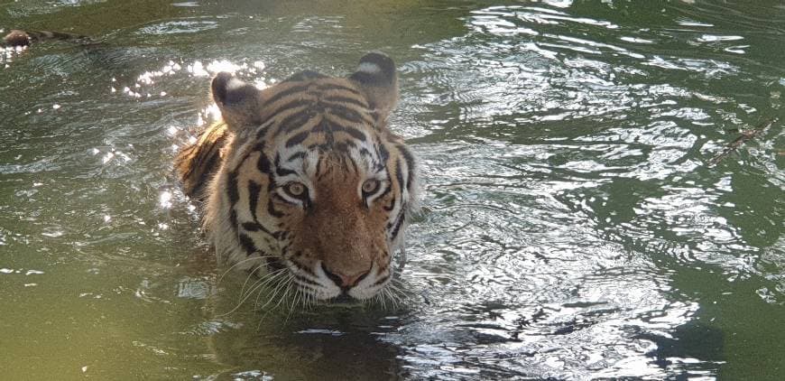 Lugar Jardim Zoológico de Lisboa