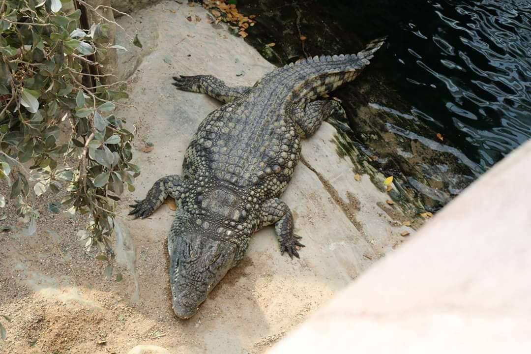 Lugar Tierpark Hagenbeck