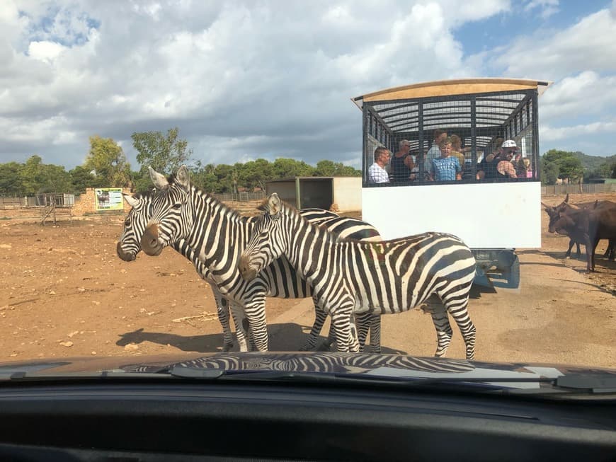 Place Safari Zoo