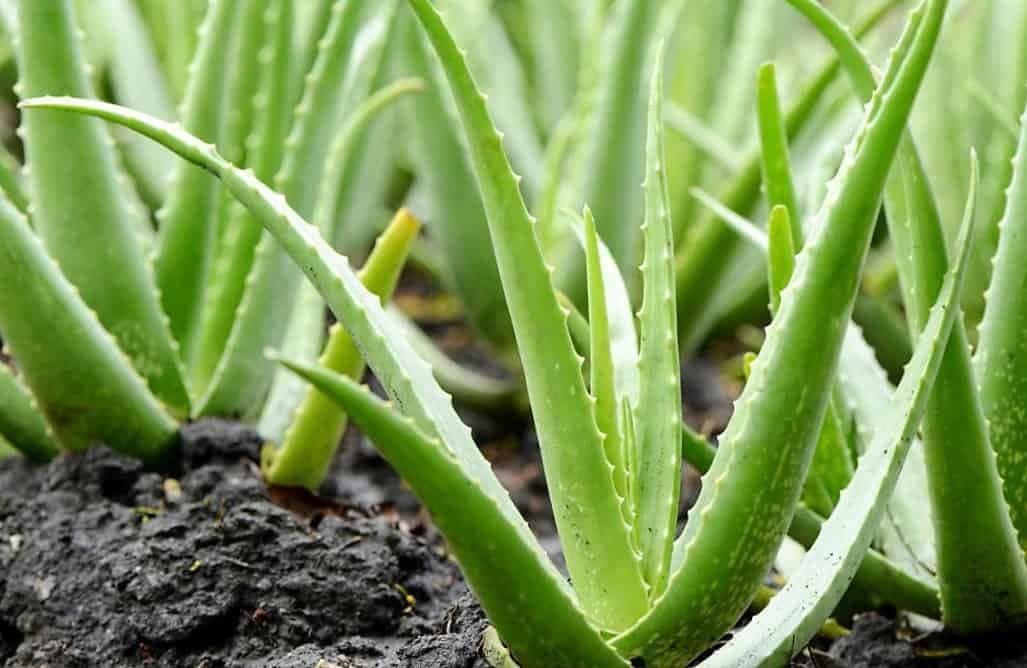 Fashion Sábila o Aloe Vera propiedades, formas de uso y ...