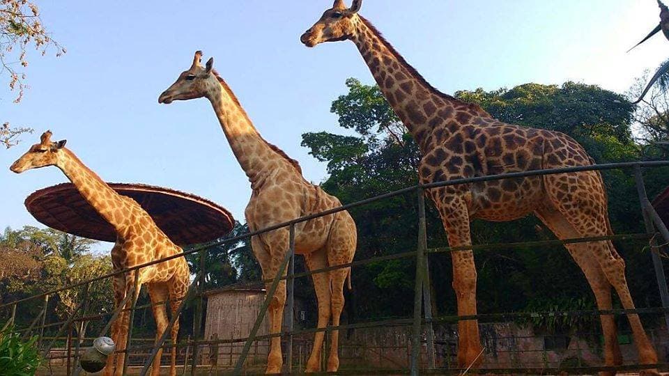 Place Parque Zoológico de São Paulo

