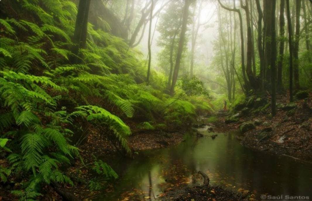 Place Parque Nacional de Garajonay