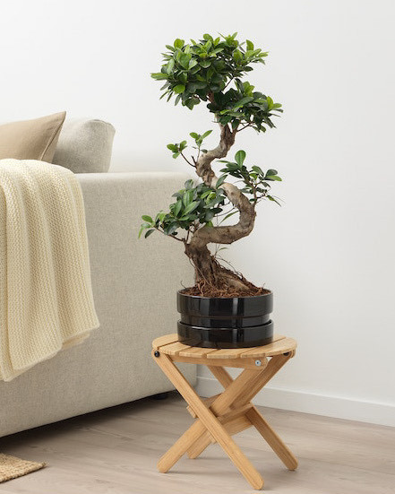 Product Bonsai em vaso IKEA 