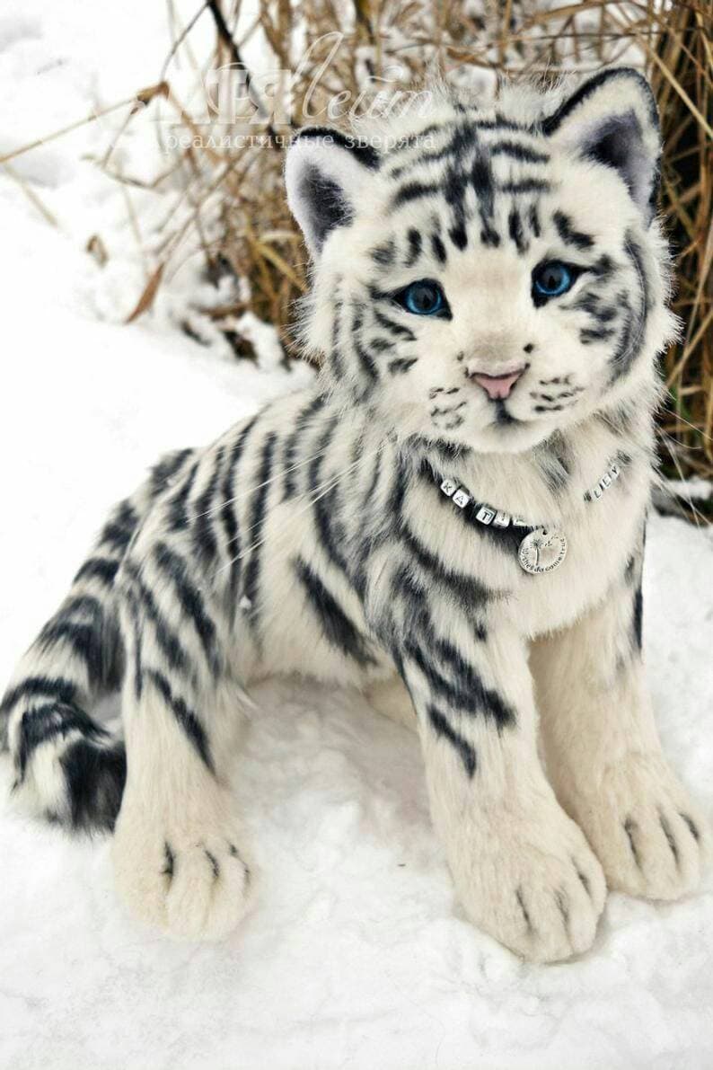 Moda White Tiger